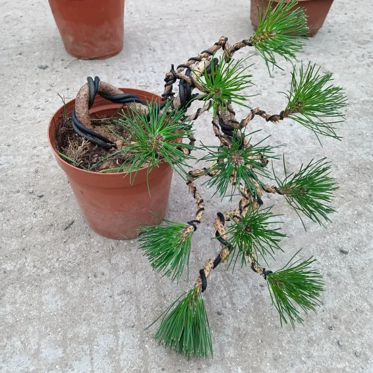 黑松盆景造型榆树盆景庭院美观欣赏景观四季常青造型观赏园艺盆景