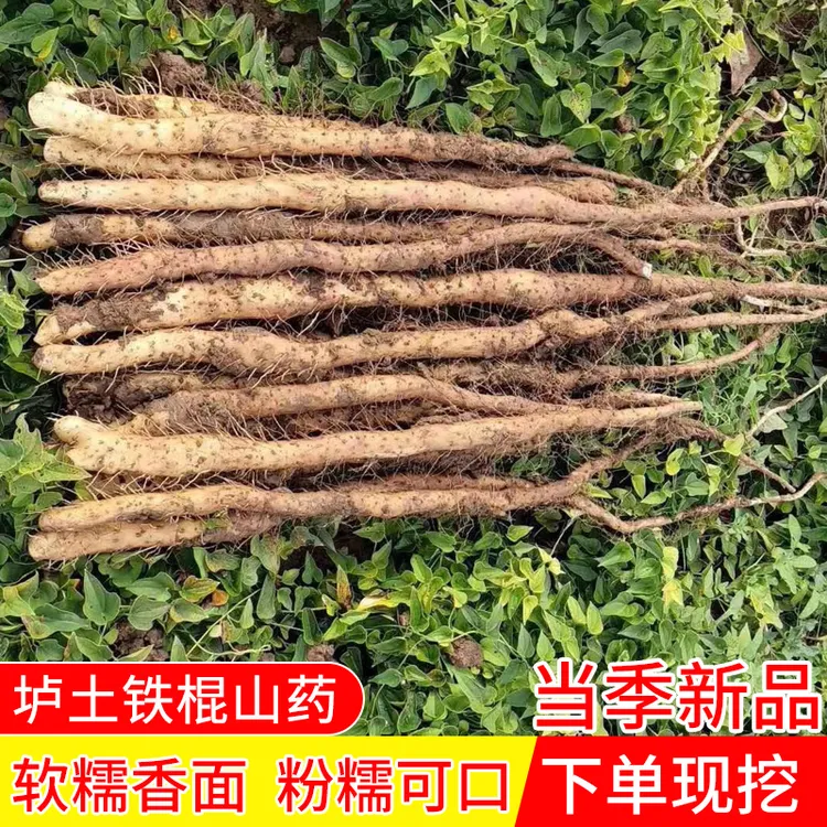 26年新挖河南焦作垆土铁棍山药新鲜现挖香甜粉糯营养高中秋送礼商品图
