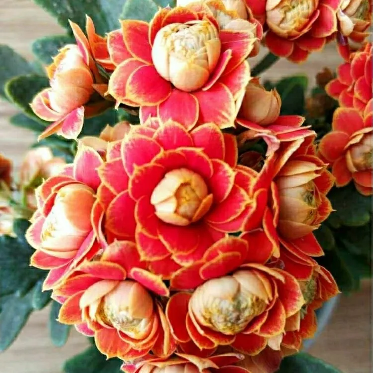 金狐狸长寿花盆栽带花苞发货红狐狸长寿花宝玉长寿花黄精灵长寿花