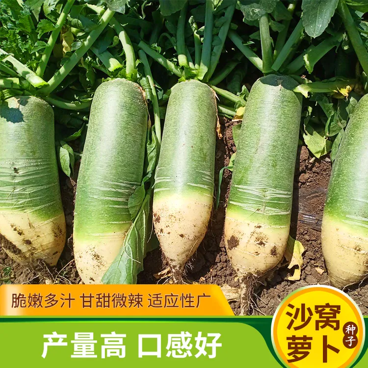正宗天津沙窝萝卜种子生吃甜脆青水果萝卜春秋冬四季蔬菜种孑