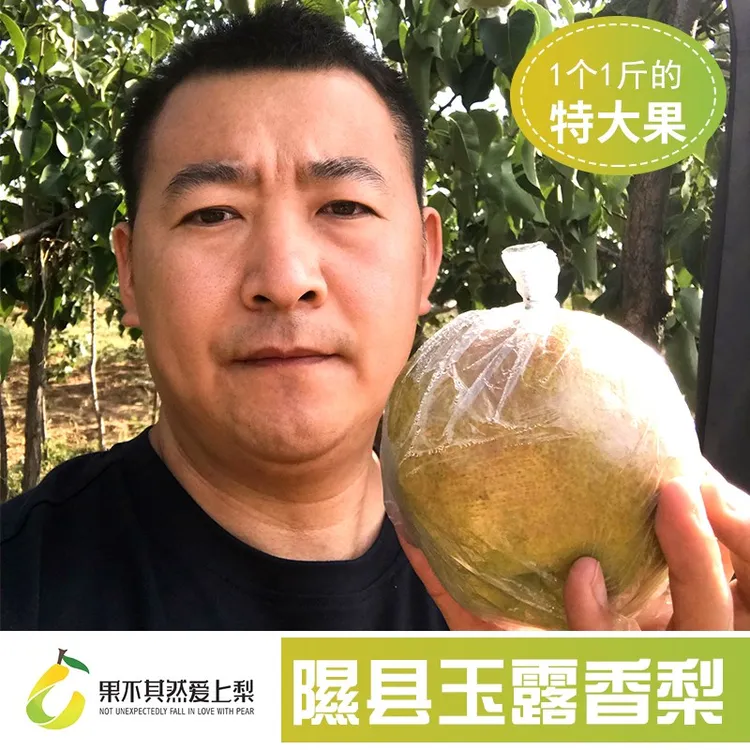 山西隰县玉露香梨新鲜水果脆甜可口整箱9斤产地直发