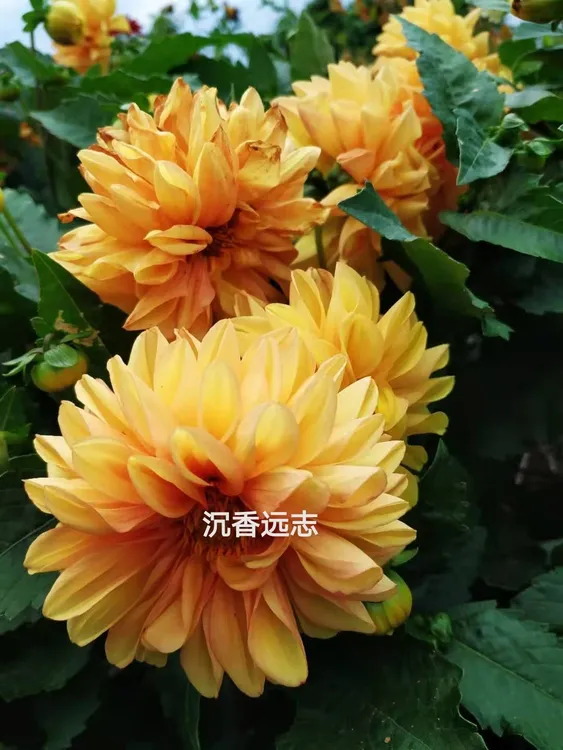沉香家混色小丽花地瓜花小土豆花