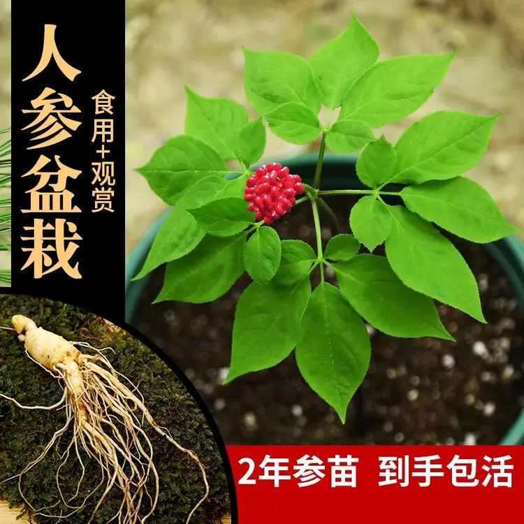 东北长白山人参苗新鲜人参盆栽4支苗带土2斤室内种植观赏