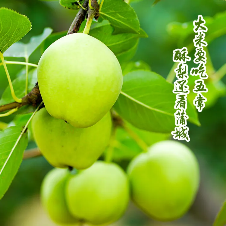 陕西早酥梨子青皮水晶梨早熟梨酥脆多汁新鲜水果3/5/9斤整箱包邮