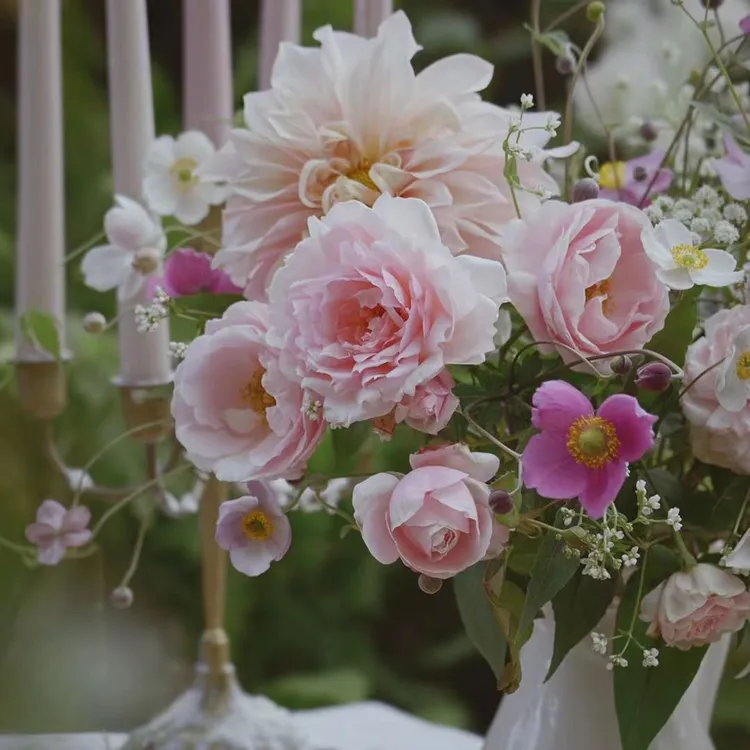 乐哥花卉缘：三升1加仑（17厘米控根盆）、株型难看、有病虫害，无售后