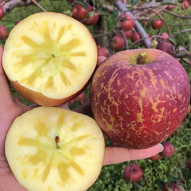 昭通苹果丑苹果脆甜爽口正宗红富士苹果冰糖心脆爽酸甜香甜