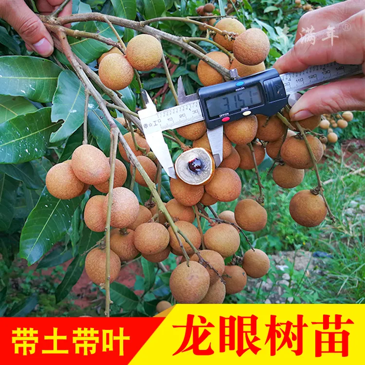 龙眼树苗石硖储良嫁接双季桂圆四季龙眼果苗红皮龙眼苗桂丰早苗木