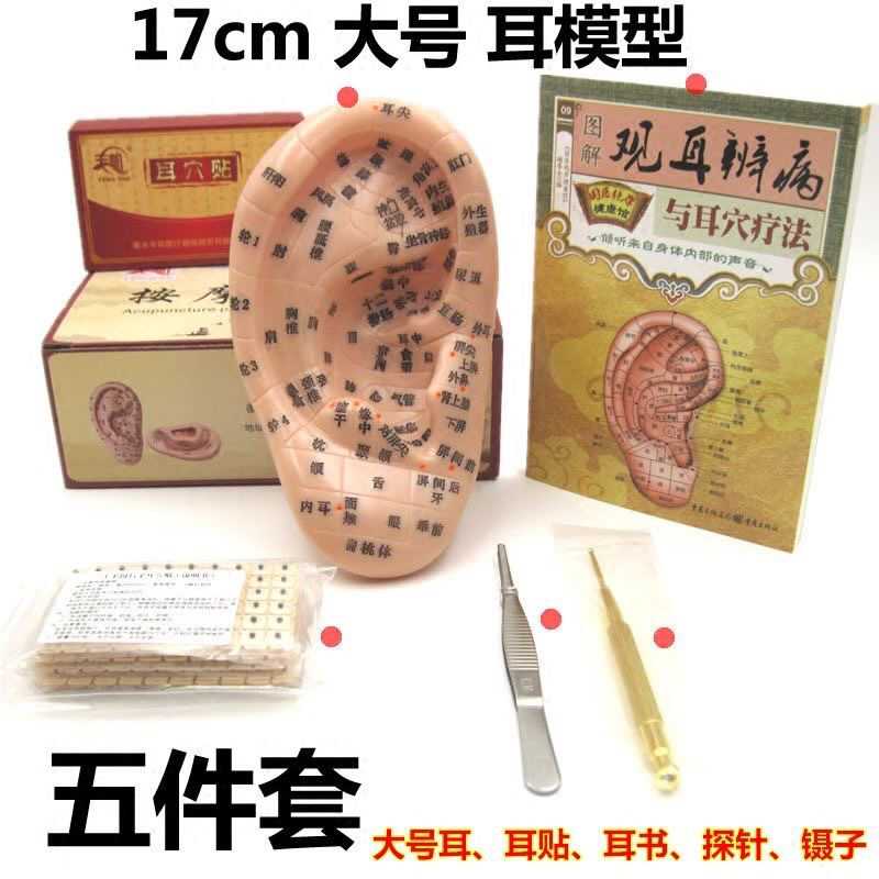 早教教学按摩针灸手模足模多穴耳模培训练习认知穴位按摩反射区