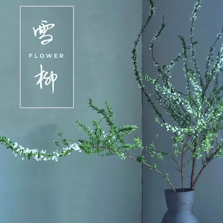 雪柳干枝逢春遇水开花喷雪花 水培鲜花植物花卉带花苞