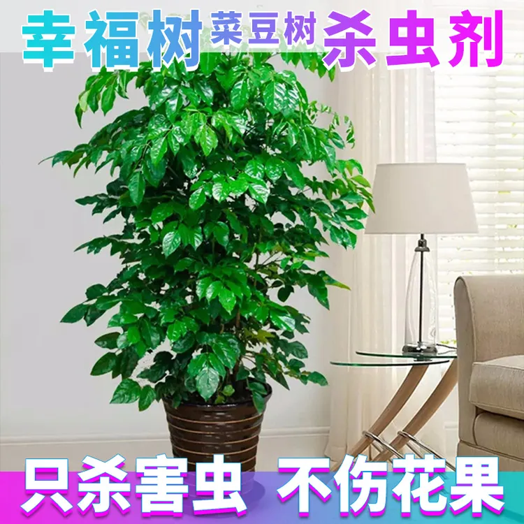 幸福树专用药杀虫药杀虫剂蚧壳虫绿宝生虫病除虫药打虫灭虫驱虫药