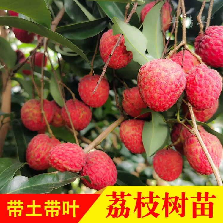 荔枝树苗妃子笑无核A4嫁接果树苗桂味糯米糍白糖罂鸡嘴荔三月红