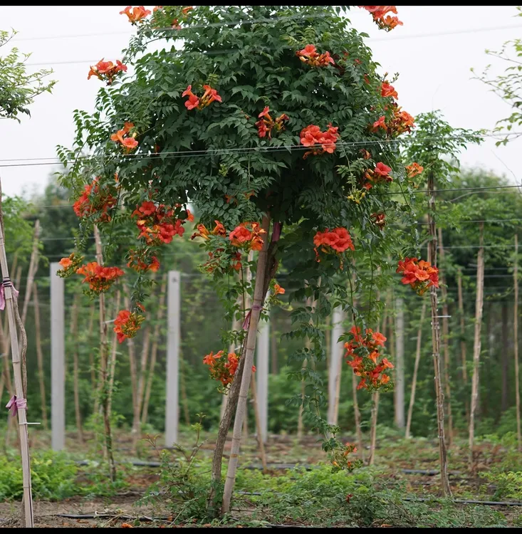 中华凌霄花，可垂钓款