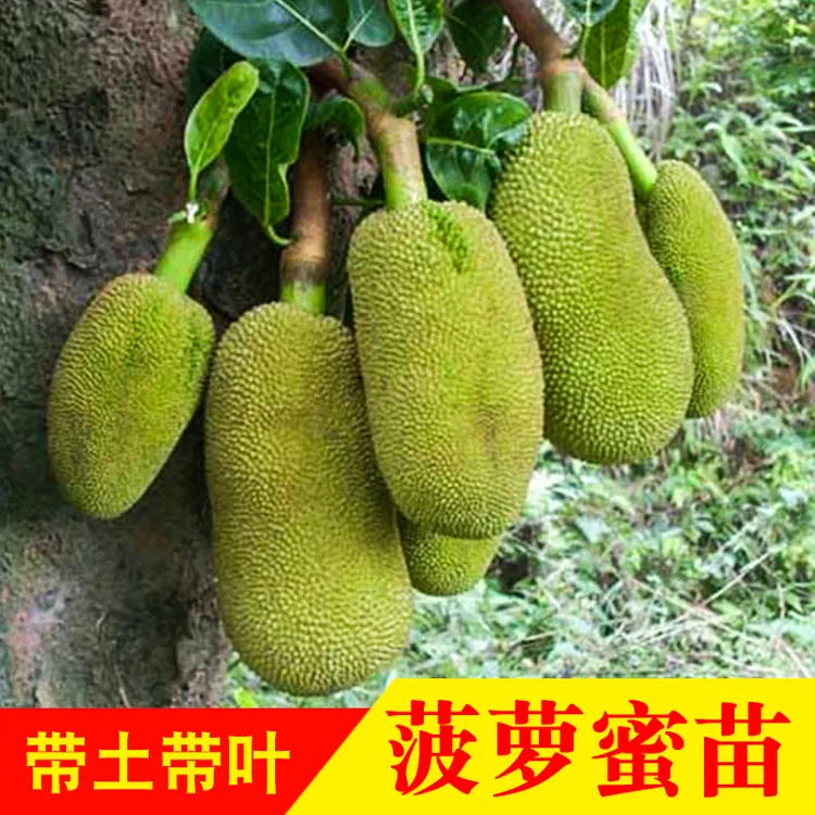 泰8泰12号红肉菠萝蜜苗马1黄肉5号四季干苞湿苞木菠萝果树苗