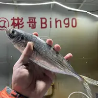 彬哥Bingo台州温岭海鲜东海野生巴浪鱼竹荚鱼大号超低温船冻1500g