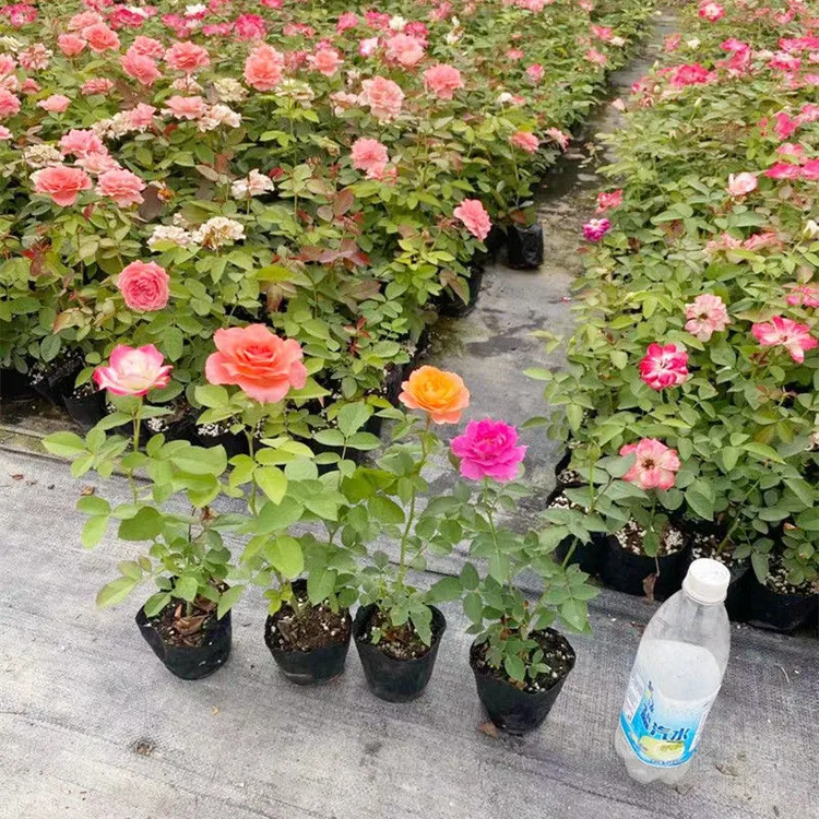 【福利专享】灌木浓香大花欧月四季开花耐寒耐热 【3颗包邮】