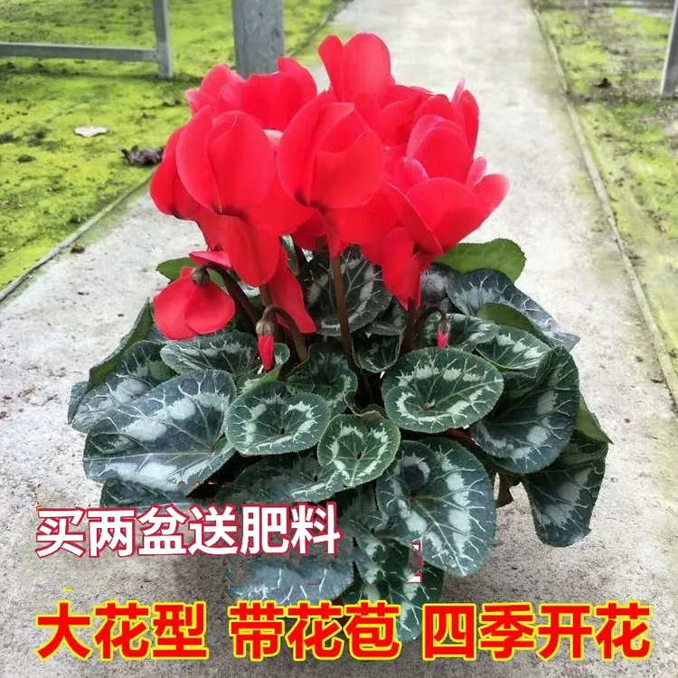 （带花苞）仙客来仙客来盆栽花卉盆栽盆栽耐寒花卉四季开花玫瑰鲜花