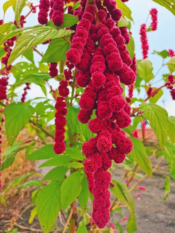 观赏花卉垂吊西年谷尾穗苋