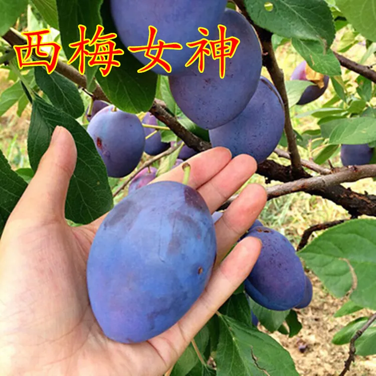 帅轩 李子树苗大果超甜西梅苗南方北方种植盆栽地栽嫁接果树果苗