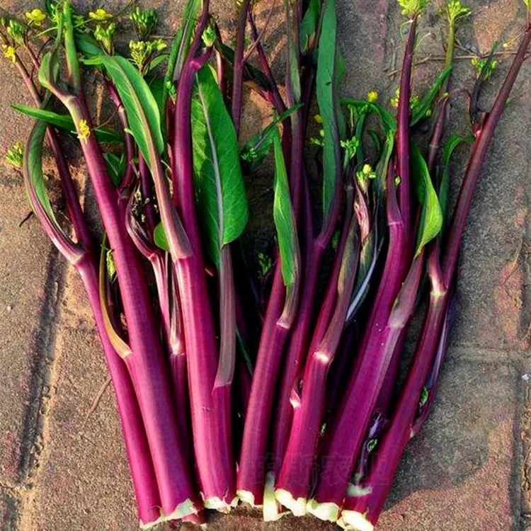 高产红菜薹种子红菜苔种子四季红菜心四季播包邮蔬菜种子蔬菜苗