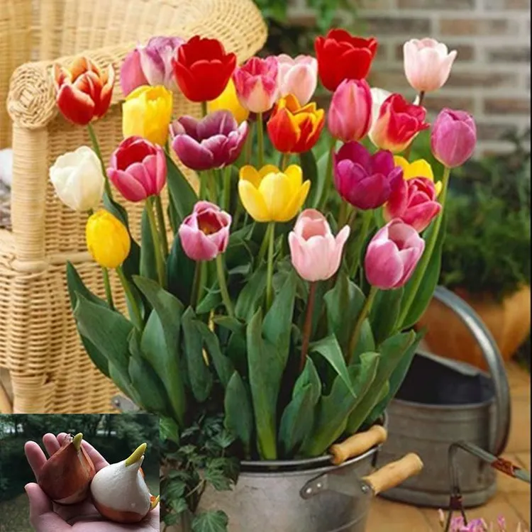 郁金香种球 室内外花园庭院耐寒植物多年生盆栽 好养水培土培均可