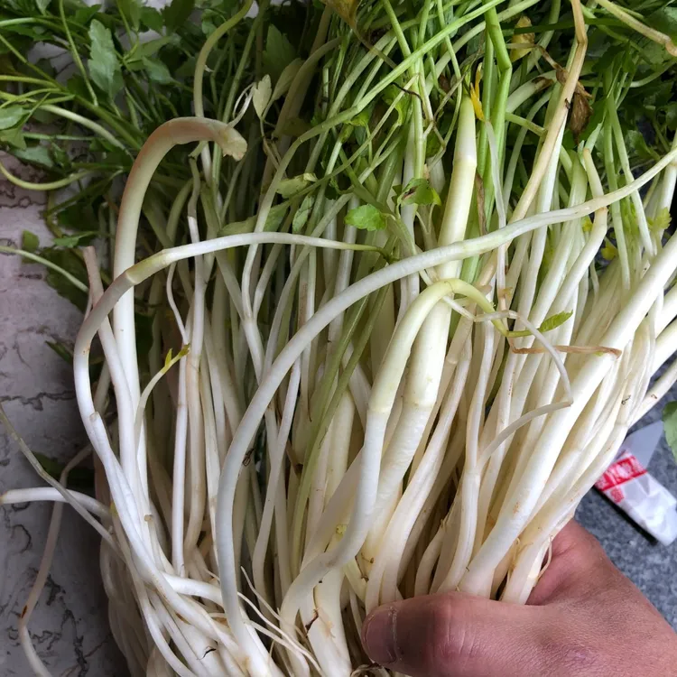 安徽无为特产新鲜芹芽菜一份1000克包邮