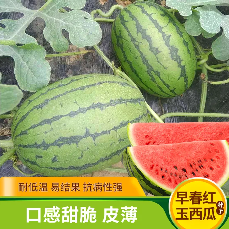 早春红玉小西瓜种子薄皮超甜绿皮红瓤阳台盆栽大棚早熟水果孑