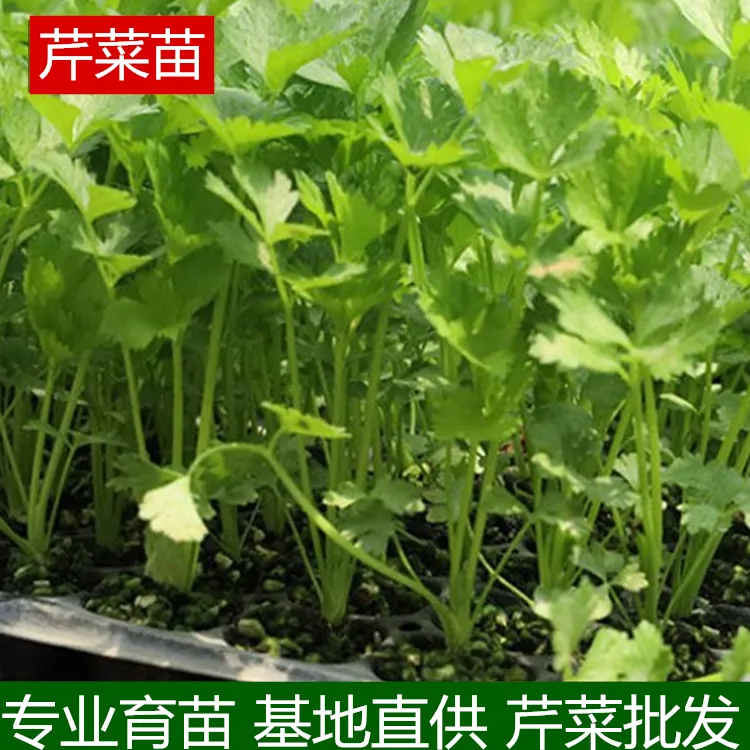 芹菜苗红芹白芹根芹菜苗四季小香芹种子西芹苗秧盆栽蔬菜苗种籽