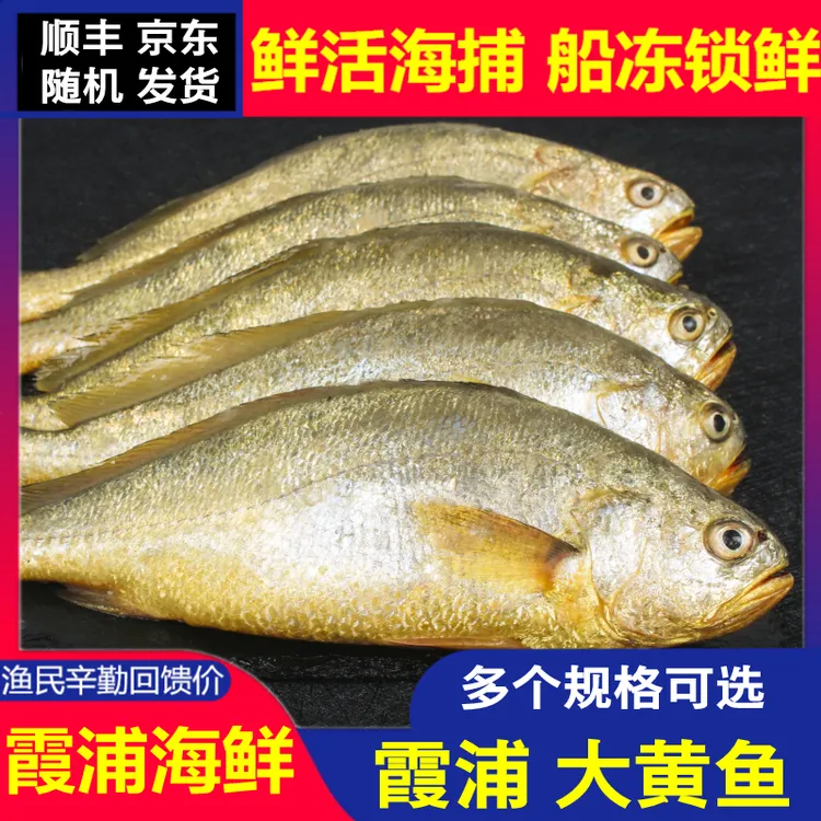 【9两-1斤X5条】宁德 霞浦 大黄鱼 黄花鱼（没去内脏）生鲜新鲜冷冻