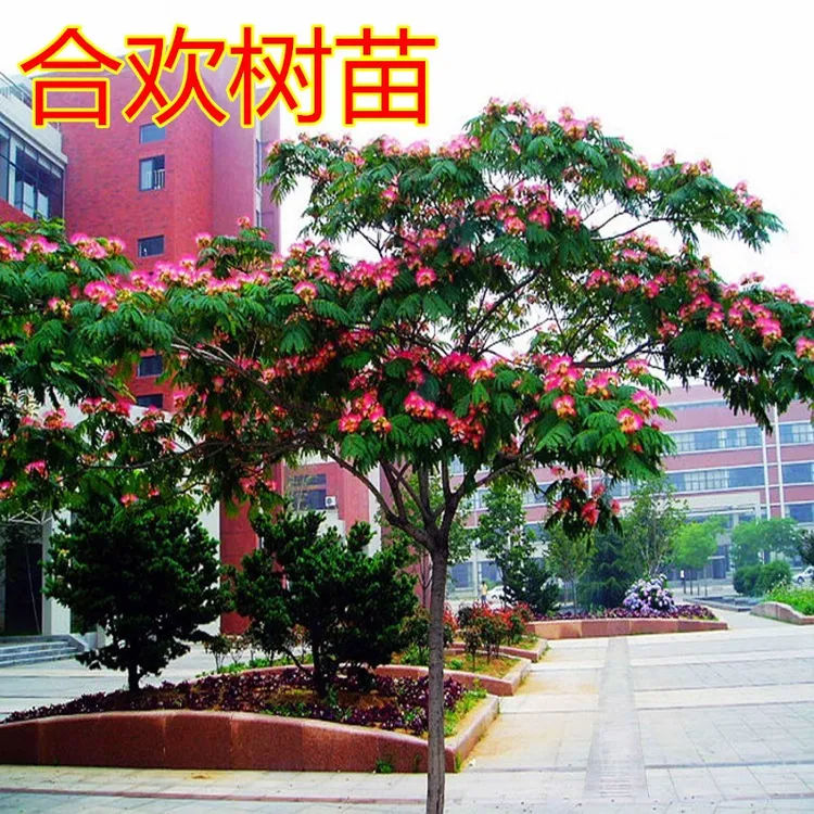 合欢树苗芙蓉花苗庭院盆栽道路绿化苗绒花树南北方种植当年开花