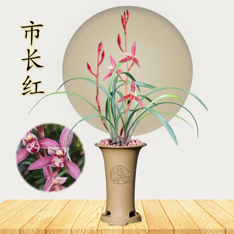 建兰老种铭品 市长红 （6月—12月带花苞）室内浓香好养花卉