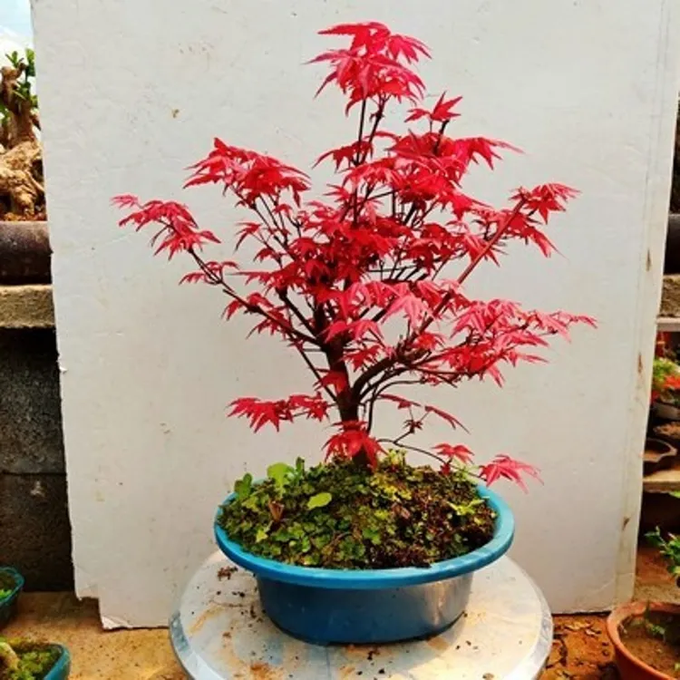 盆栽日本红枫树苗阳台客厅庭院南方北方种植盆景苗