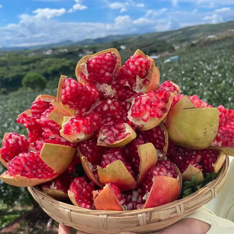 『浦江仓发货』四川会理突尼斯石榴净重5斤 顺丰快递