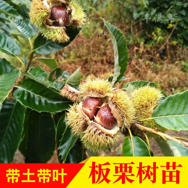 南北方种植嫁接苗风粟毛粟子粉栗大红袍板栗苗带土带叶地栽种植