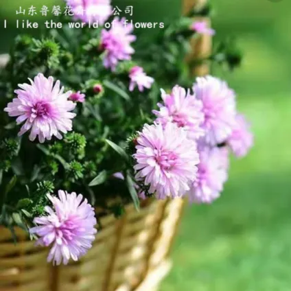 【鲁馨】荷兰菊紫苑盆栽苗  多色多年耐寒宿根花盆栽花卉绿植