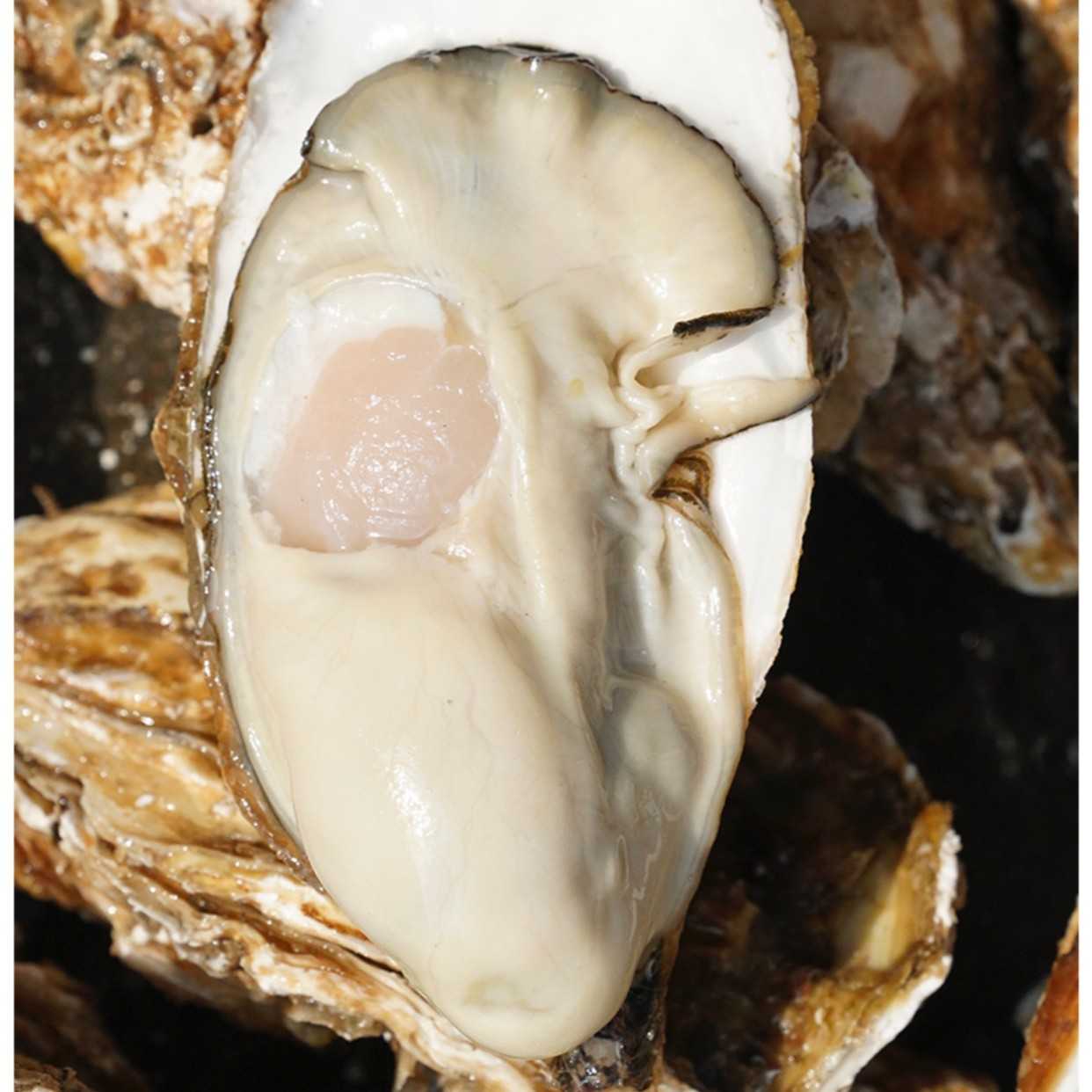 乳山三倍体生蚝 多个大号超大号规格  5斤10斤装  鲜活发货