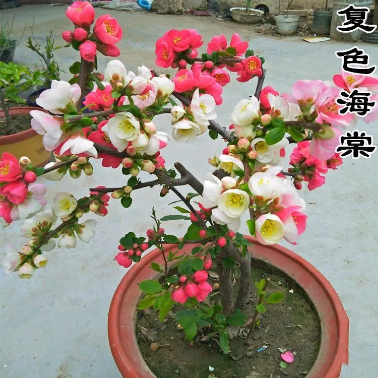 稀有自然变异品种【复色海棠】又名东洋锦盆栽阳台庭院