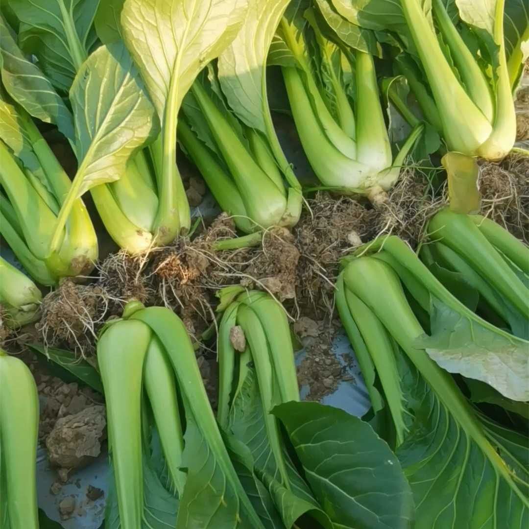 光速脆甜小白菜种子