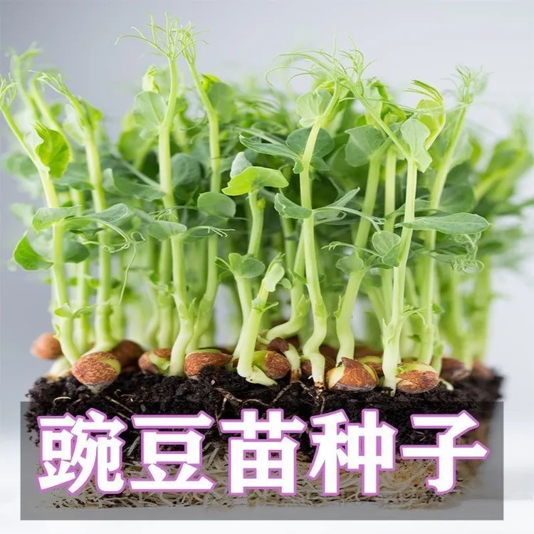 麻豌豆种子水平芽苗菜种子