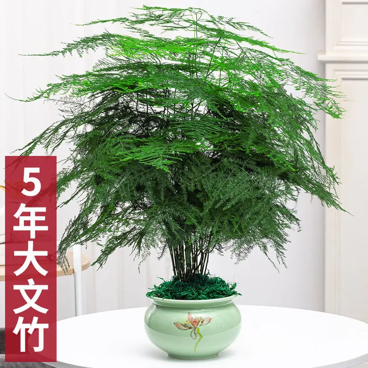 大文竹绿植盆栽室内客厅办公室桌面养护植物美观四季常青花草叶子