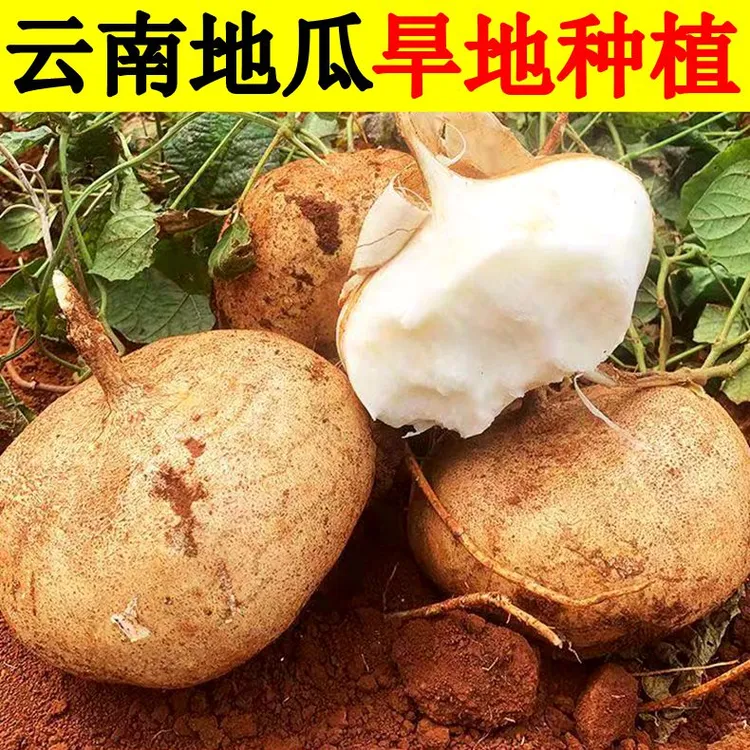 云南地萝卜凉薯新鲜采地瓜摘沙地脆甜生吃美味当季水果