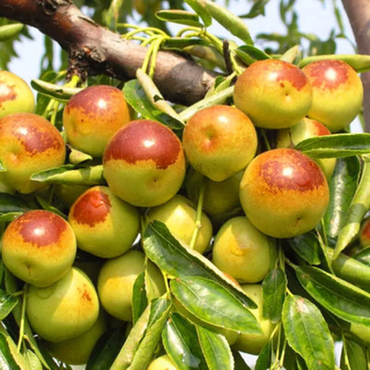 嫁接冬枣树苗枣树活苗南北方庭院地栽四季种植红枣当年结果