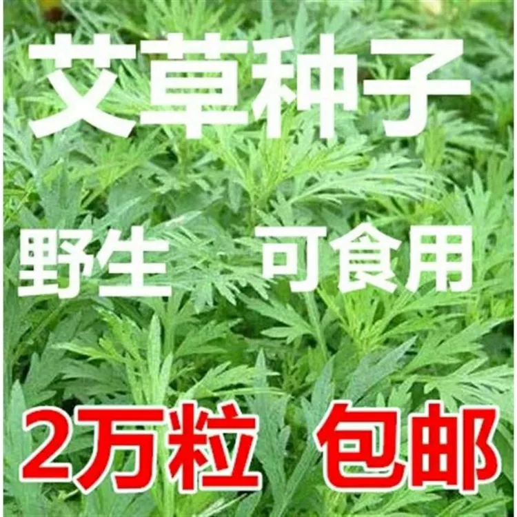 艾叶靳艾草种子药用香艾草苗食用青团大叶艾驱蚊草 艾灸种子