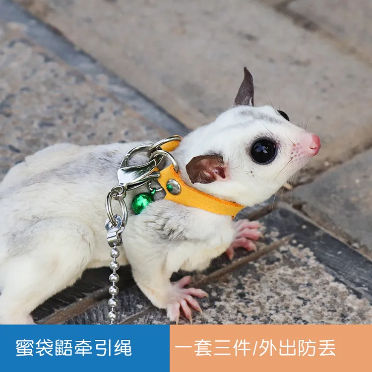 小囧家蜜袋鼯牵引绳背带小蜜衣服小宠外带外出项圈用品防丢防上树