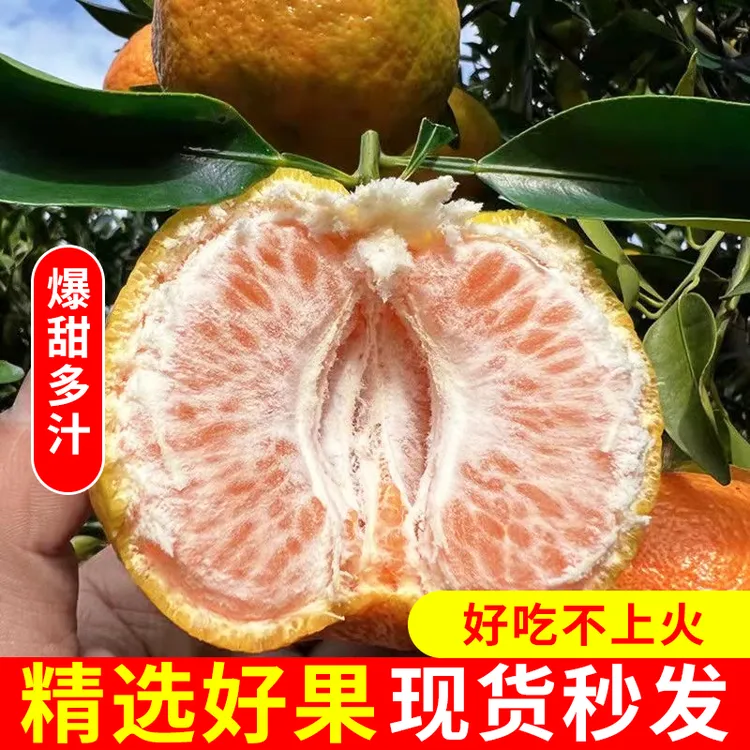 【郑鸭吖】永春芦柑果园直发大果5斤尝鲜装/10斤礼盒装专场顺丰包邮