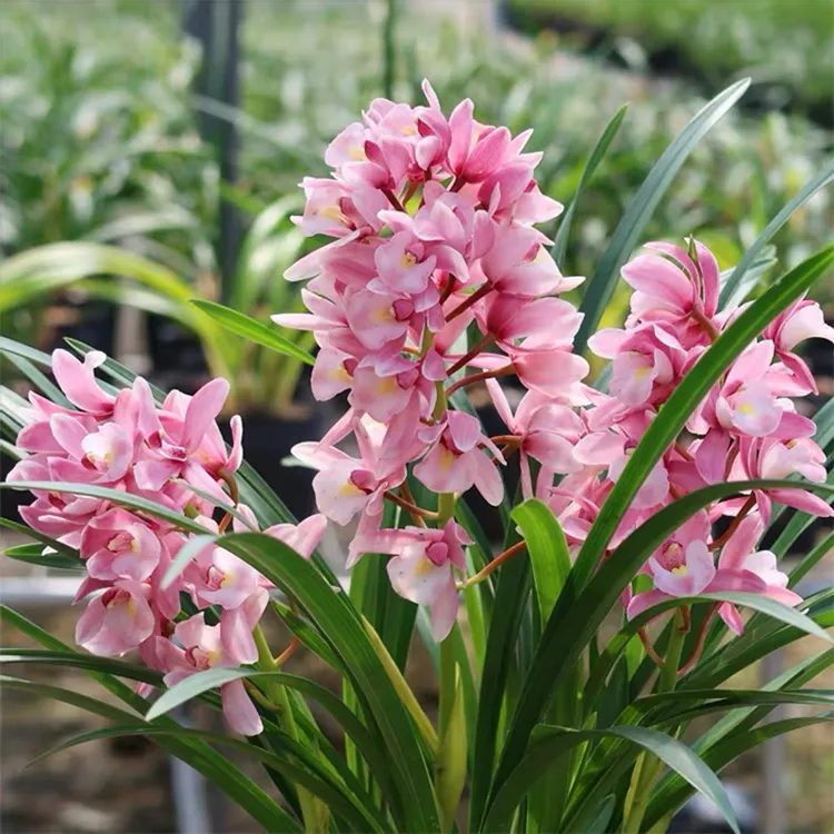 浪漫樱花兰花苗【春季开花】精品国兰好养绿植花卉粉色