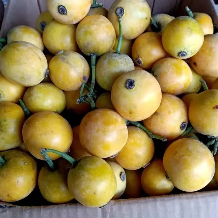 广西野生木竹子酸桐子竹吉子竹节子黄牙果山枇杷木熟果 1斤包邮