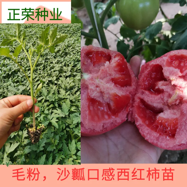 Yuya/虞雅毛粉西红柿苗口感毛粉番茄种子种苗沙瓤口感番茄苗