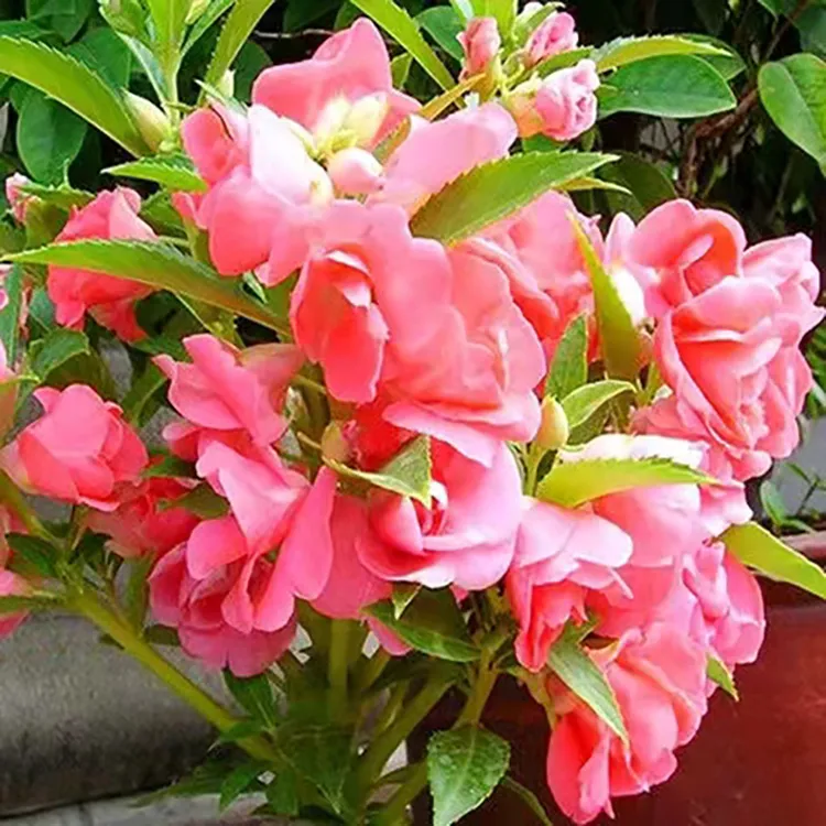 茶花凤仙种子凤仙花种子茶花阳台盆栽室内室外种植