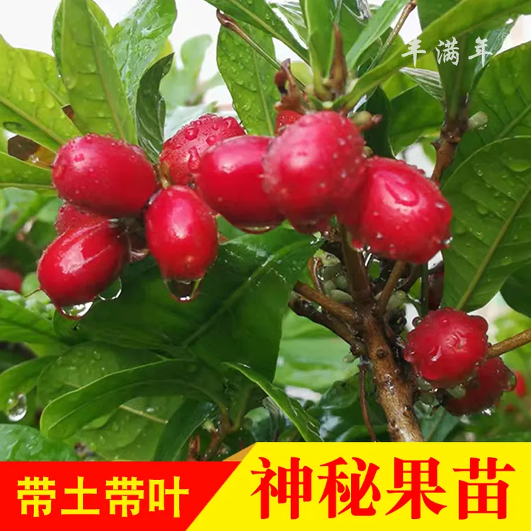 四季神秘果树苗神奇果当年开花结果变味果变甜苗盆栽地栽果苗