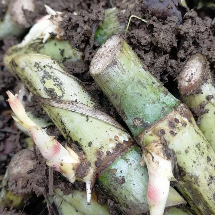 甜象草无毛四季不死多年生大叶甜象草种苗养殖牛羊猪高产牧草